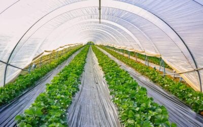 Polyethylene Greenhouse Covering: Pros and Cons